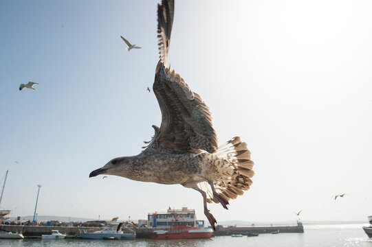 seagull in the air above defocused sea port