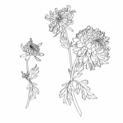Black and white line illustration of daisy flowers branches with leaves on a white background. Flower chrysanthemum set isolated on white.