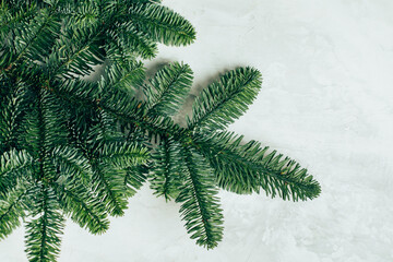 Nobilis spruce branches on light background - 473739676