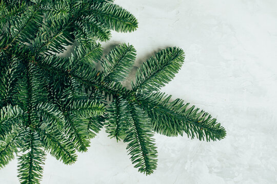 Nobilis spruce branches on light background
