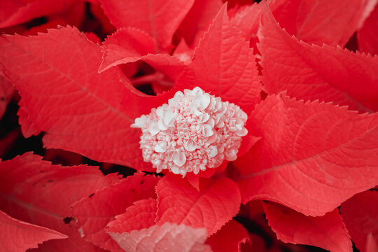 Infrared photography of flower with leaf