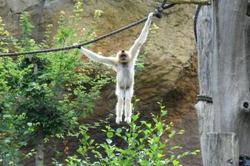 Zoo Leipzig, Gibbon am Seil