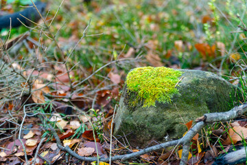 Moss on stone. Nature and nature. Forest landscape.