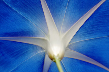 Beautiful blue flower backside
