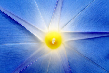 Beautiful blue flower