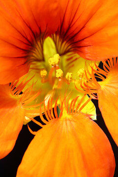Orange nasturtium flower macro