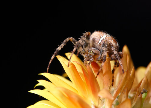 Garden spider on flower