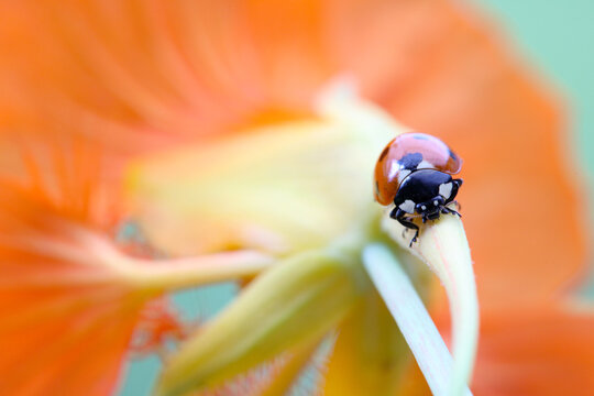 Ladybird walking on nasturtium flower
