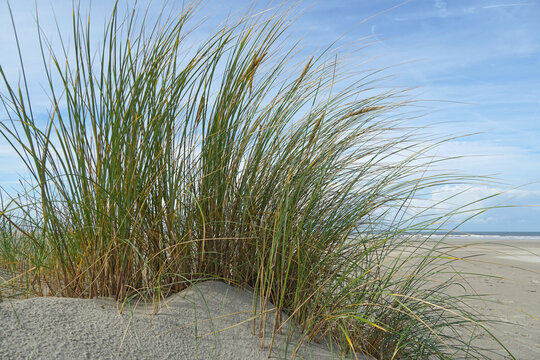 European Beachgrass On The Beach