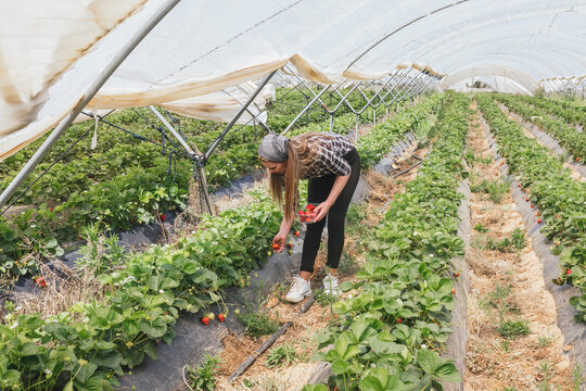 Female farmer working in strawberry field at greenhouse - Powered by Adobe