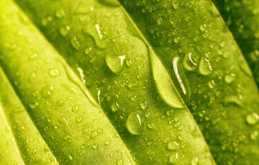 Beautiful macro image of water droplets, dew or rain on the green surface of a leaf or stem of grass in nature.