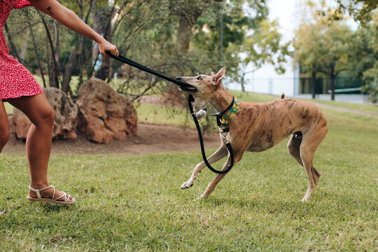Dog biting his leash