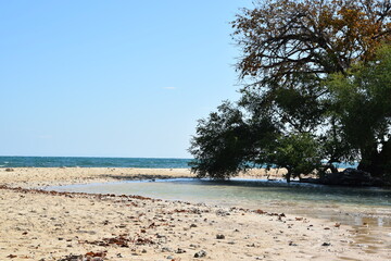 Baum und Sandbank am Strand