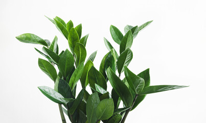 Green branches of Zamioculcas, or zamiifolia zz plant close-up, home gardening and connecting with...
