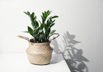 Zamioculcas, or zamiifolia zz plant in a wicker pot on a white table and its shadow on a white wall, home gardening and trendy minimal home decor concept