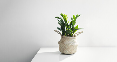 Zamioculcas, or zamiifolia zz plant in a wicker pot on a white table, home gardening and minimal home decor concept