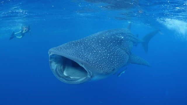 Close-Up Shot Of Male Tourist Photographing Whale Shark Swimming In Sea - Isla Mujeres, Mexico