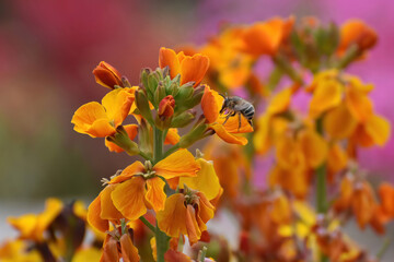 A honey bee searches for pollen on the  colorful flower blossoms and greenery