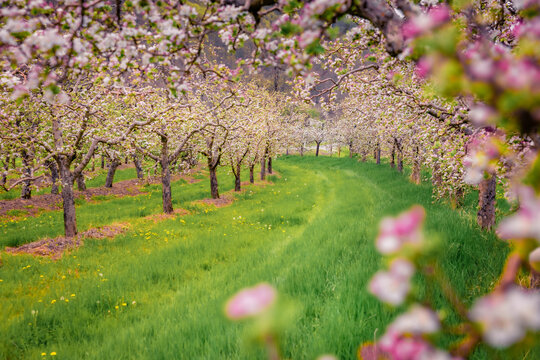 Beautiful spring scenery. Apple trees garden in outskirts of Bitola town. Amazing morning scene of North Macedonia. Beauty of nature concept background.