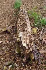 森の中の枯れた倒木
