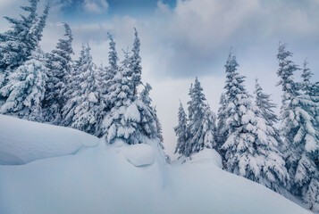 Untouched winter landscape. Misty morning scene of mountain forest. Fabulous winter view of Carpathian mountains, Ukraine, Europe. Beauty of nature concept background.