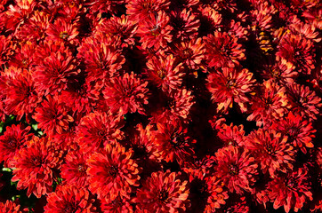 Dark red chrysanthemums, autumn flowers. Floral background,blossom pattern. Flowering, nature wallpaper