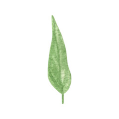 Hand drawn boho green leaf. Watercolor illustration leaves for wedding decoration and arrangements.