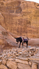 Donkey in the desert in Petra, Jordan, Lost City, Seven Wonders of the World
