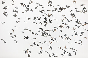 Birds flying in the sky - obrazy, fototapety, plakaty