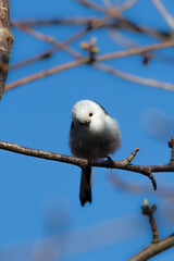 Long-tailed tit sitting on a branch, Aegithalos caudatus, bird with white feathers and black tail, small European bird, fast and agile
