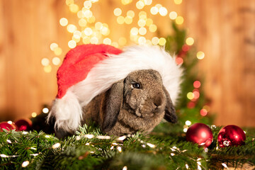 Kaninchen mit Weihnachtsmützen und weihnachtlicher Dekoration.