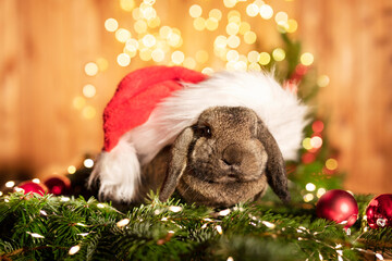 Fototapeta na wymiar Kaninchen mit Weihnachtsmützen und weihnachtlicher Dekoration.