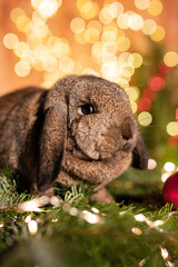 Niedliches Kaninchen mit weihnachtlichem Tannenzweig