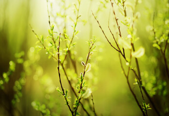 Young green leaves grow on the thin branches of the bushes and fragrant willow flowers bloom on a sunny, fresh spring day. Nature comes to life in spring.