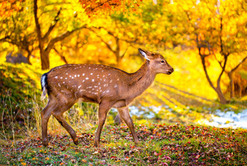 Beautiful sika deer in the autumn forest against the background of colorful foliage of trees. Fairy forest autumn landscape with wild animals.