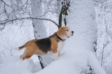 portrait of a beagle dog for a walk in a snowy winter park