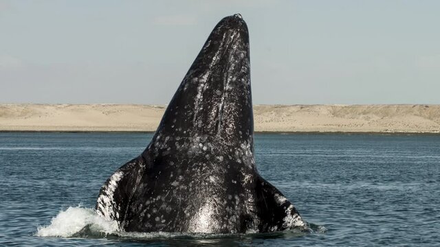 Whale is Baja California Pacific Ocean Mexico