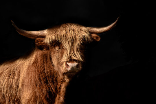 Highland cow bull (Bos taurus) with dark background