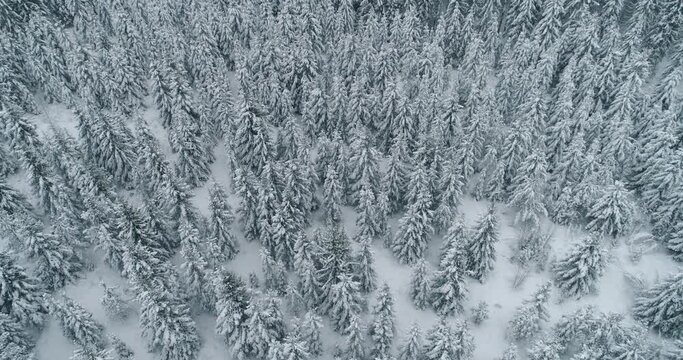 Aerial view of winter spruce forest snow covered frozen trees drone shot