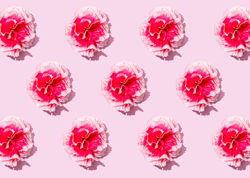 Pattern of heads of pink carnation flowers flat laid against pink background