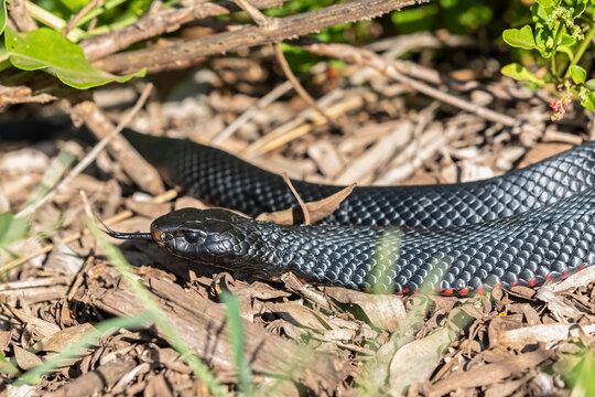 Red-bellied black snake (Pseudechis porphyriacus)