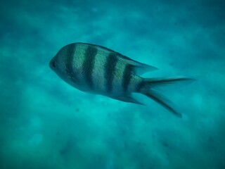 Naklejka premium Sharm El Sheikh, Egipto