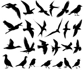 bird silhouette set on white background, isolated, vector