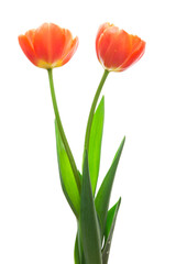 オレンジ色のチューリップ