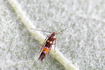 Lepidoptera insects in the wild, North China