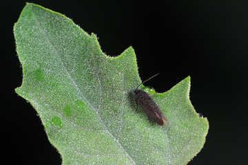 Lepidoptera insects in the wild, North China