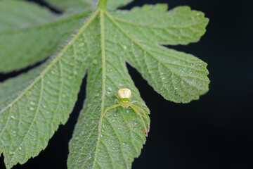 Spiders in the wild, North China