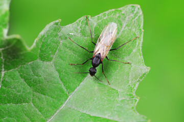 Ants in the wild, North China