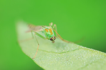 mosquito insect in the wild, North China