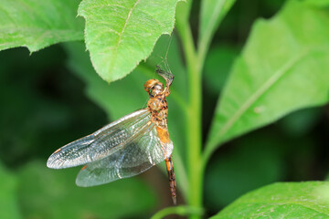 Dried bodies of dragonflies on wild plants, North China